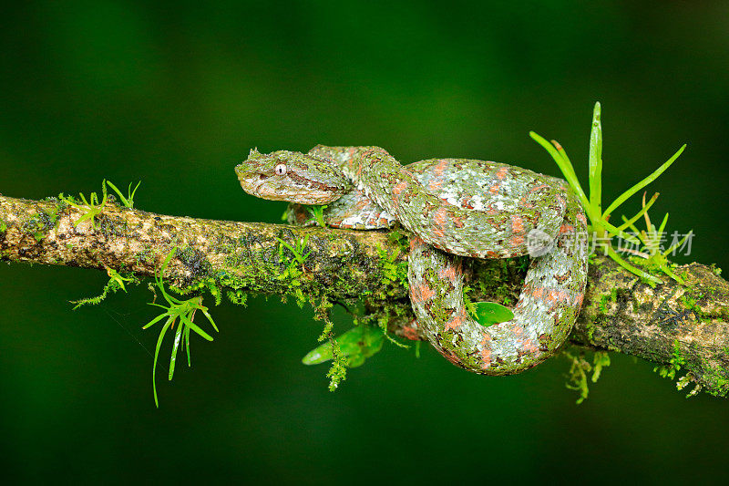 睫毛棕榈Pitviper, Bothriechis schlegeli，在绿色的苔藓树枝。毒蛇在大自然中栖息。来自南美洲的有毒动物。